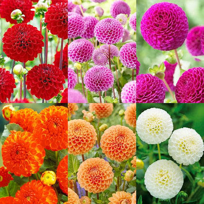 Carpet Creeping Dahlia Pompon ball bloom brightens borders in the garden.