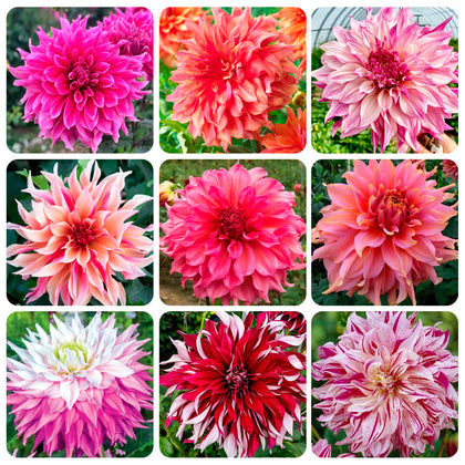 Carpet Creeping Dahlia Pompon seeds pack ready for spring planting.