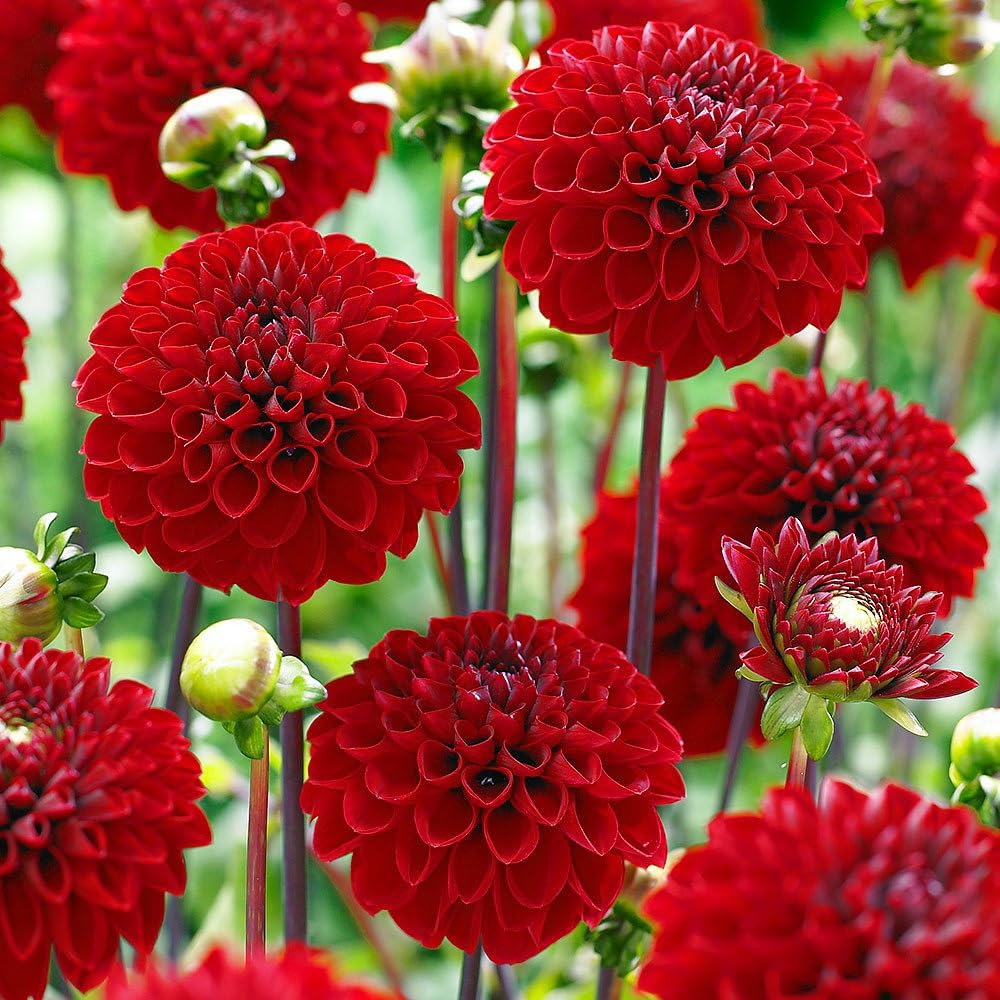 Carpet Creeping Dahlia Pompon spring planting scene shows healthy growth.