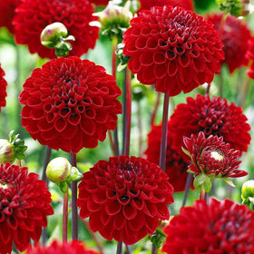 Carpet Creeping Dahlia Pompon spring planting scene shows healthy growth.