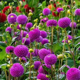Carpet Creeping Dahlia Pompon garden planter with multiple stems.