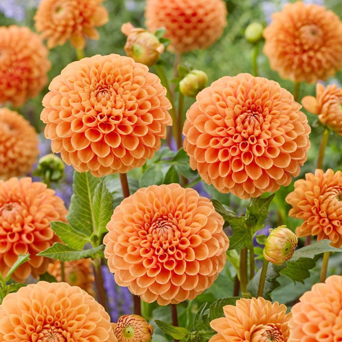 Carpet Creeping Dahlia Pompon white flower adds elegant contrast.