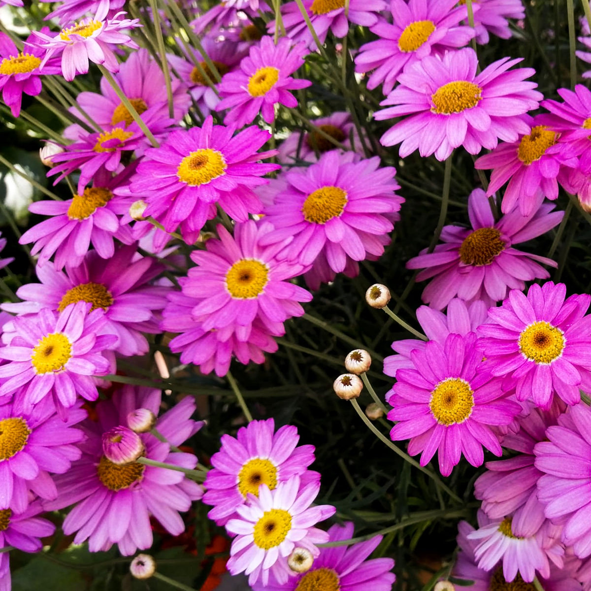 Carpet Creeping daisy-like flowers display red, pink, lilac, white hues.