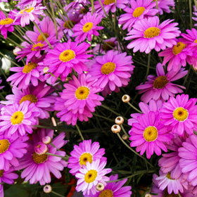 Carpet Creeping daisy-like flowers display red, pink, lilac, white hues.