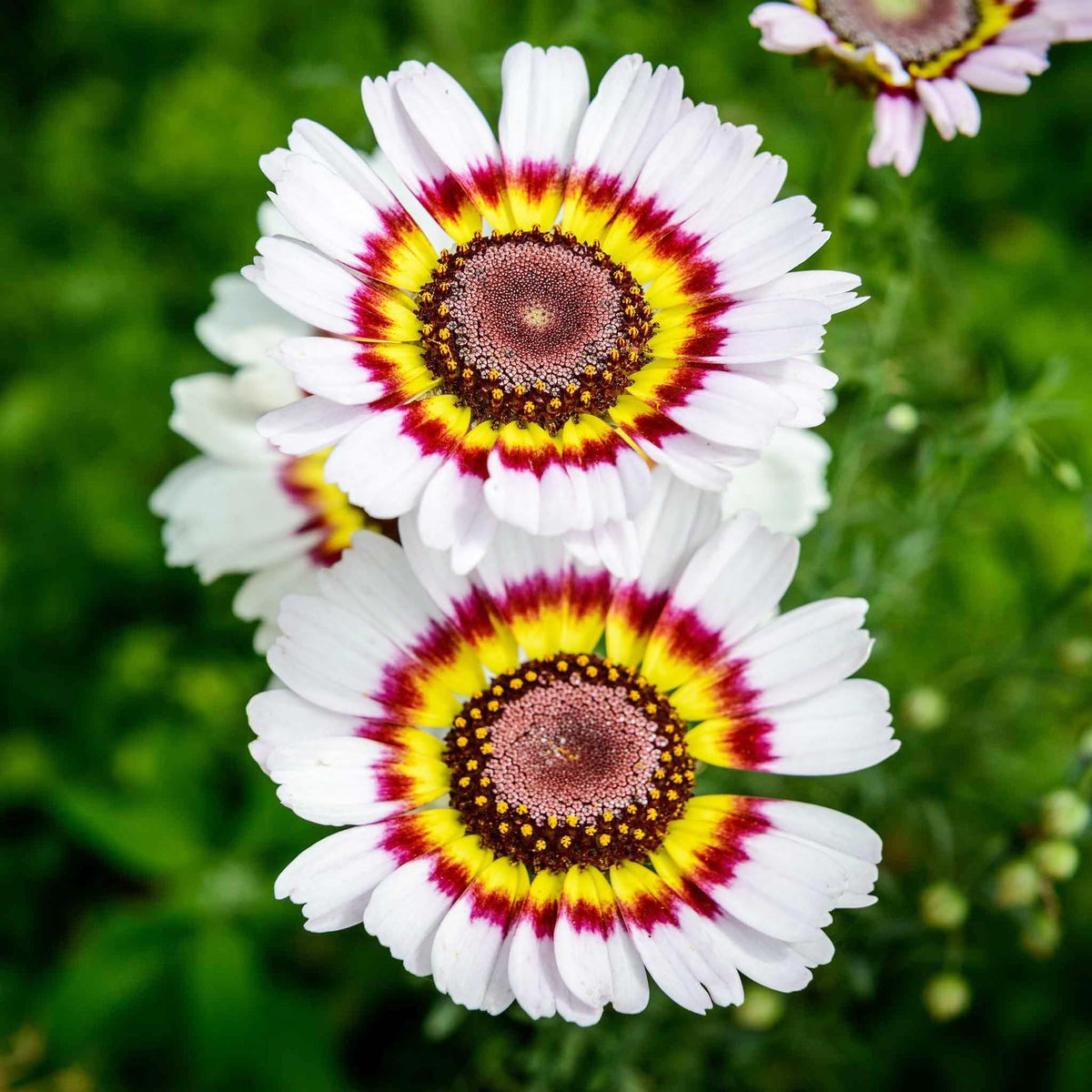 Carpet Creeping daisy with pyrethrum natural pest deterrent in beds.