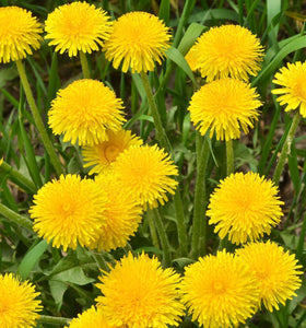 Carpet Creeping dandelion seed germination showing quick establishment.