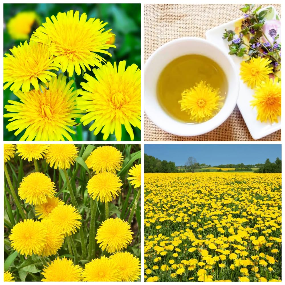 Carpet Creeping dandelion seed mixed packet for easy, low-maintenance planting.