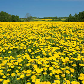 Carpet Creeping dandelion yellow blooms brighten borders.