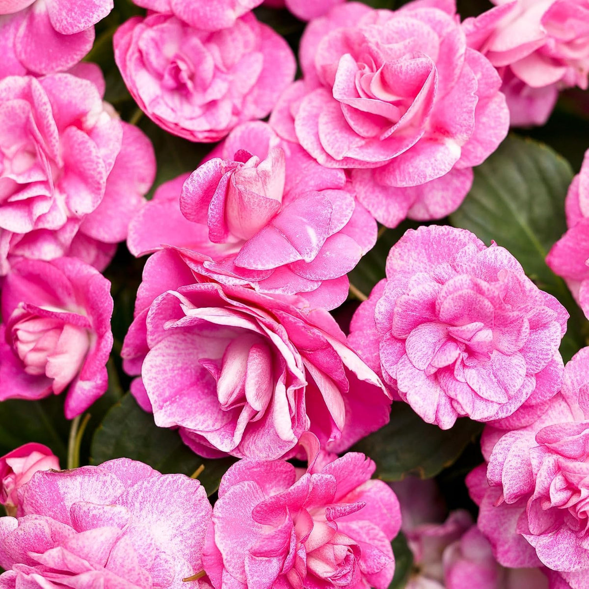 Carpet Creeping lush foliage supports dense, vibrant beds and container displays.