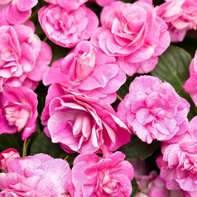 Carpet Creeping lush foliage supports dense, vibrant beds and container displays.