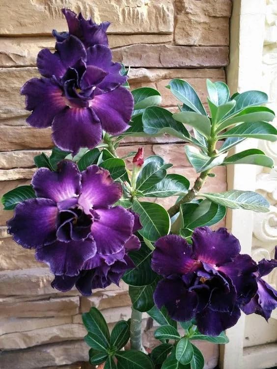 Carpet Creeping desert rose potted plant ready for sunny spaces