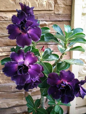 Carpet Creeping desert rose potted plant ready for sunny spaces