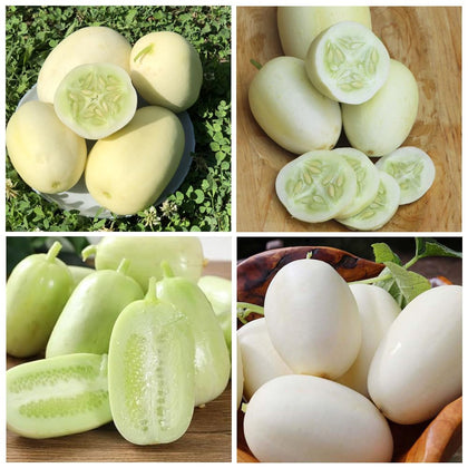 Carpet Creeping Dragon Eggs cucumber fruit shows unique cream color for home gardens