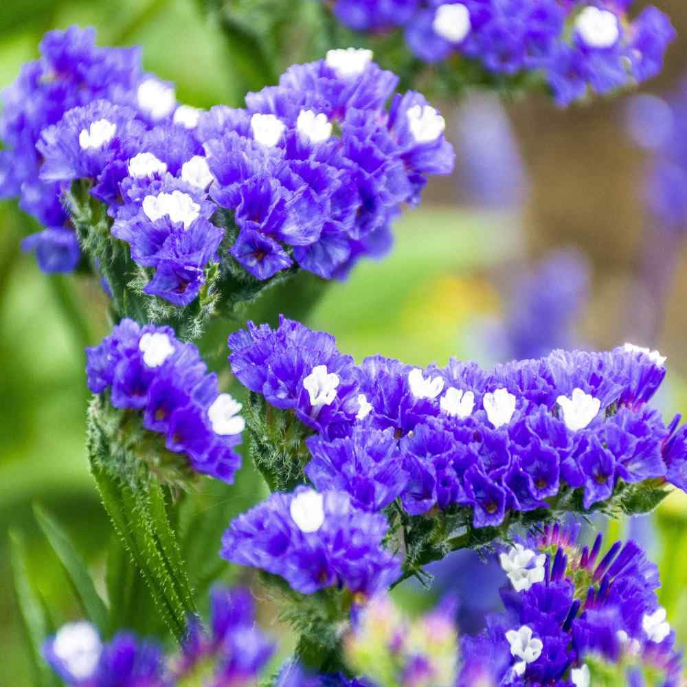 Carpet Creeping dried flowers statice pastel mix preserves color for arrangements.