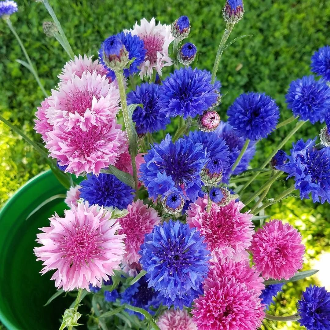 Carpet Creeping drought-tolerant blooms thriving with minimal watering.
