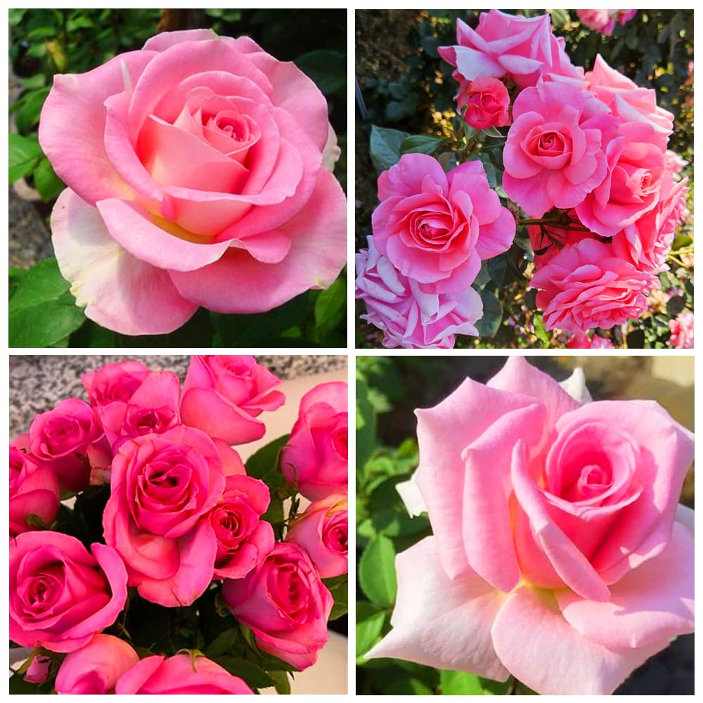 Easy cultivation visuals showing Carpet Creeping rose seeds suited for beginners.