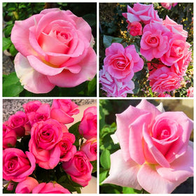 Easy cultivation visuals showing Carpet Creeping rose seeds suited for beginners.