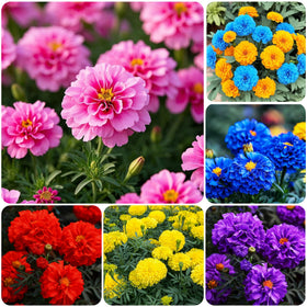 Carpet Creeping marigold seeds germinate easily for beginners in diverse soils.