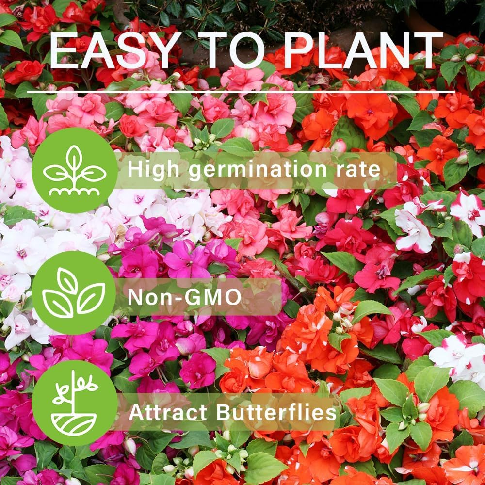 Carpet Creeping easy-to-plant seeds suitable for gardeners of all levels.