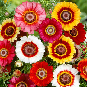 Carpet Creeping painted daisy seeds germinating in soil, signaling easy planting.