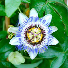 Carpet Creeping edible fruit option from passion flower vine.