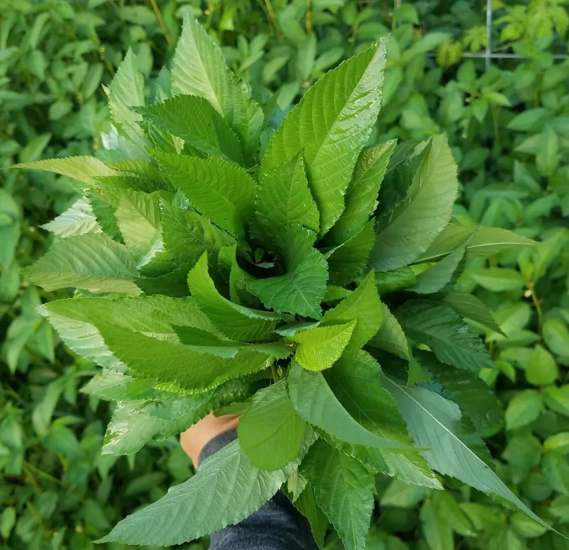 Carpet Creeping Egyptian spinach seeds in garden bed for fast growth and abundant harvest