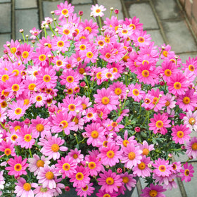 Carpet Creeping eighteen inch plant height for easy garden spacing.