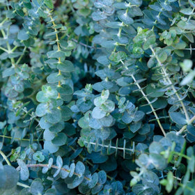 Carpet Creeping eucalyptus seeds selection helps growers choose climate-appropriate options