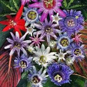 Carpet Creeping exotic blue blooms brighten borders and attract pollinators.