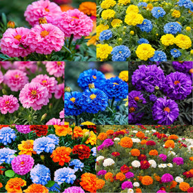Carpet Creeping fragrant marigold bloom enhances outdoors with subtle aroma.