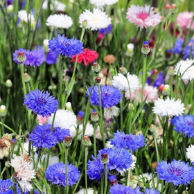 Carpet Creeping garden border planting idea showcasing bachelor button.