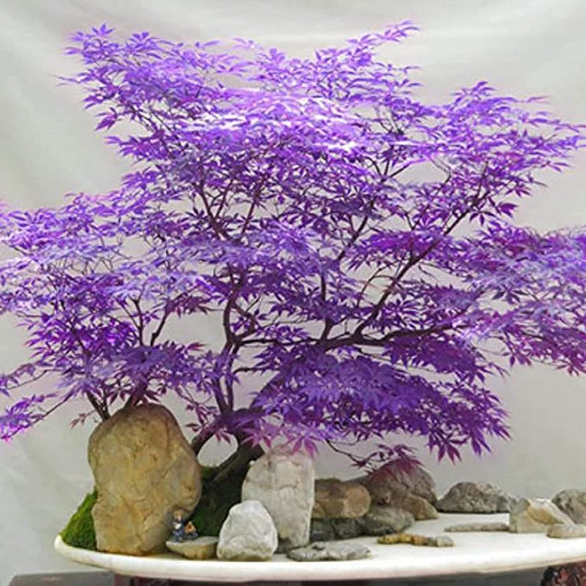 Carpet Creeping Ghost Purple MapleTree outdoor display, pale leaves create a striking focal point in the garden.
