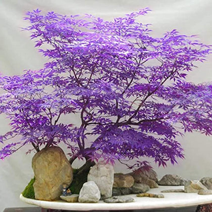 Carpet Creeping Ghost Purple MapleTree outdoor display, pale leaves create a striking focal point in the garden.