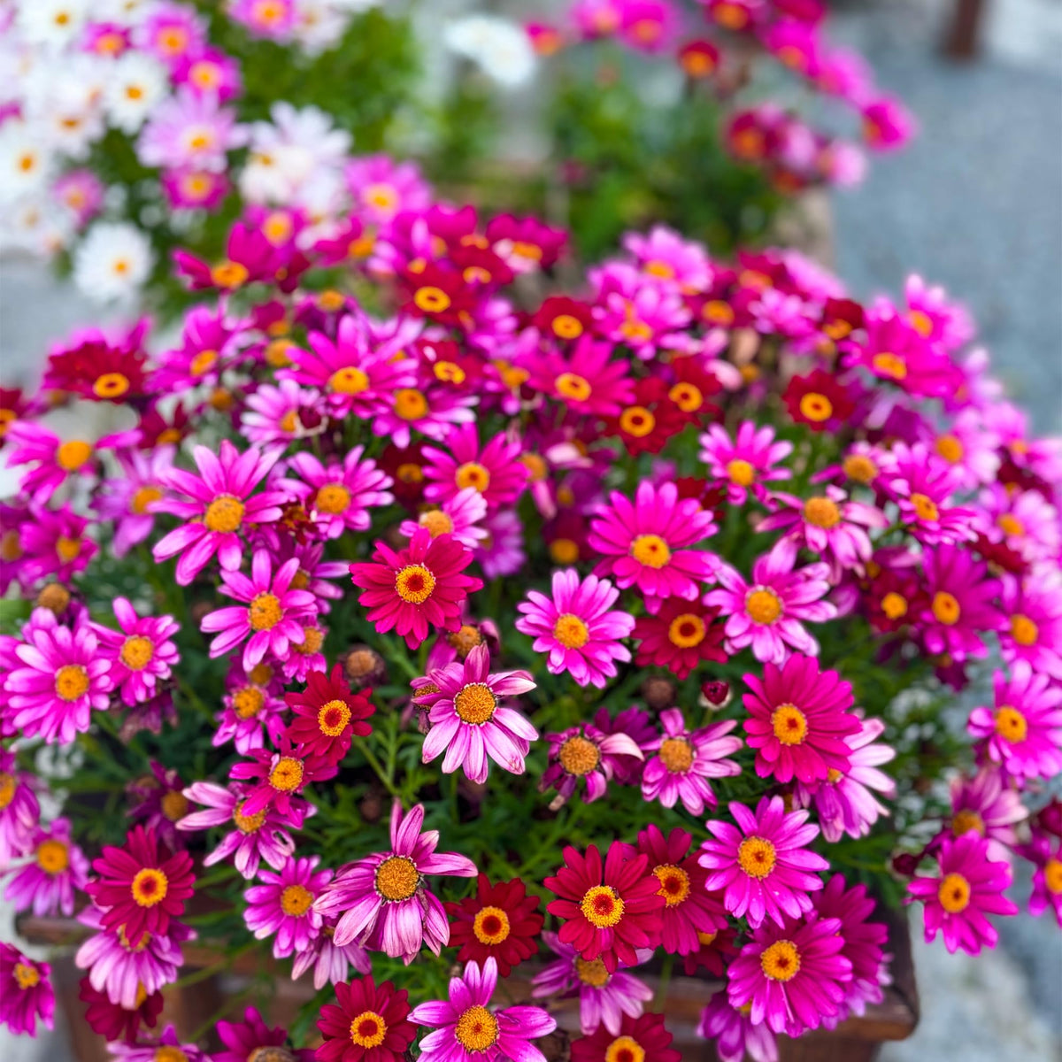 Carpet Creeping hardy perennial growth supports diverse climates.