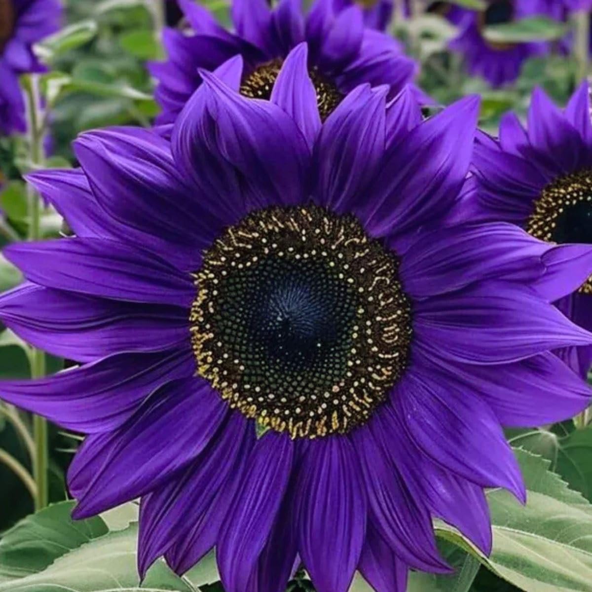 Carpet Creeping heirloom Chocolate Cherry sunflowers offer unique color and pollinator appeal