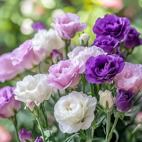 Carpet Creeping heirloom non-GMO lisianthus seeds bag supports diverse color blooms