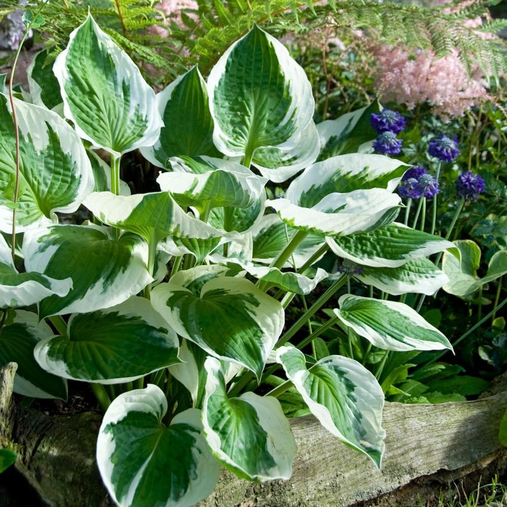Carpet Creeping hosta leaf trim closeup