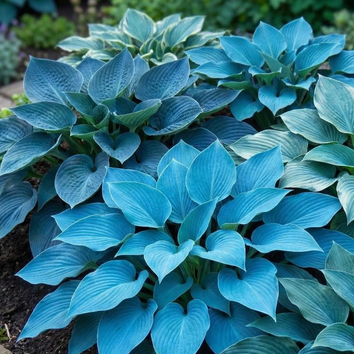 Balcony garden setup using Carpet Creeping Hosta seeds