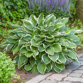 Carpet Creeping hosta seed garden shade—beautiful focal point for woodland corners.