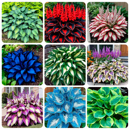 Carpet Creeping Hosta seeds in hero pack for vibrant garden color