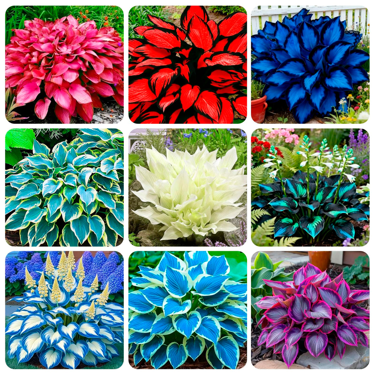 Carpet Creeping hosta seed packaging shown, ideal for easy planting and open-pollinated variety.