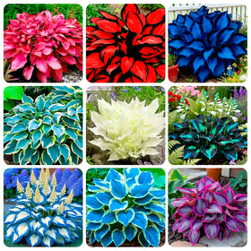 Carpet Creeping hosta seed packaging shown, ideal for easy planting and open-pollinated variety.