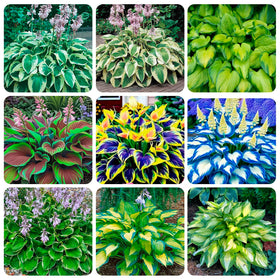 Carpet Creeping hosta seed planting outdoors, perfect for shady gardens and containers.