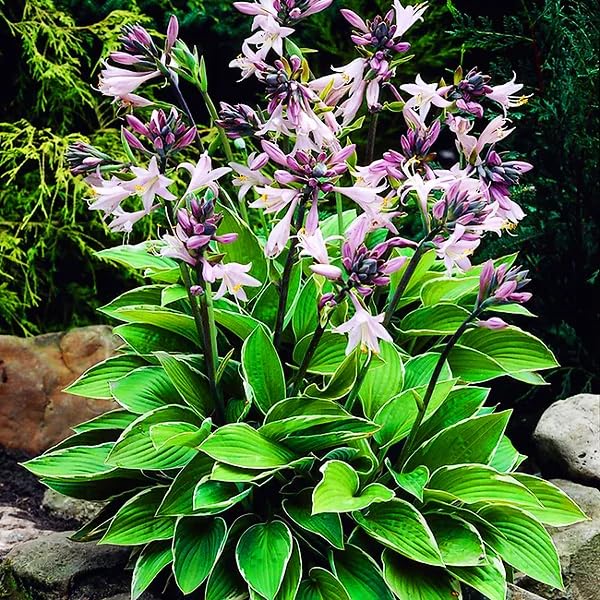 Pollinator visit capturing bees on Carpet Creeping Hosta blossoms