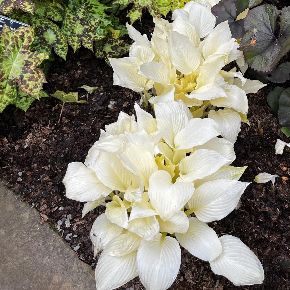 Soil-compatible growth in clay, loam, or sandy soils for Carpet Creeping Hosta