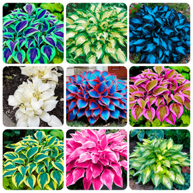 Carpet Creeping hosta seeds blooming in a shaded garden bed