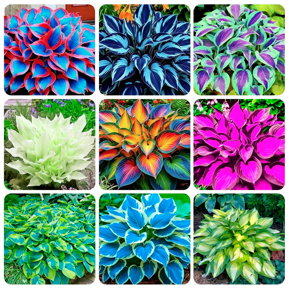 Carpet Creeping hosta seeds packaging for outdoor planting