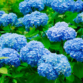 Carpet Creeping hydrangea seeds 300-count pack for diverse color options in beds.