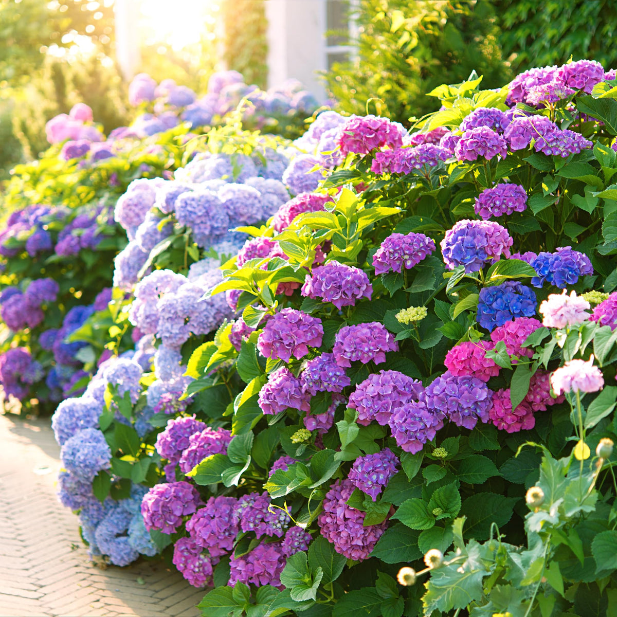 Carpet Creeping hydrangea seeds adapt to sun or shade in different climates.