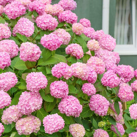 Carpet Creeping hydrangea seeds promise high germination for strong starts.